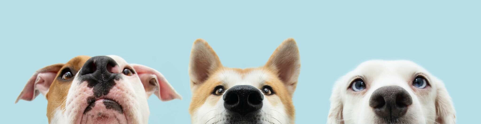 青色の背景にスペインから来た 3 匹の犬がお互いを見つめています。