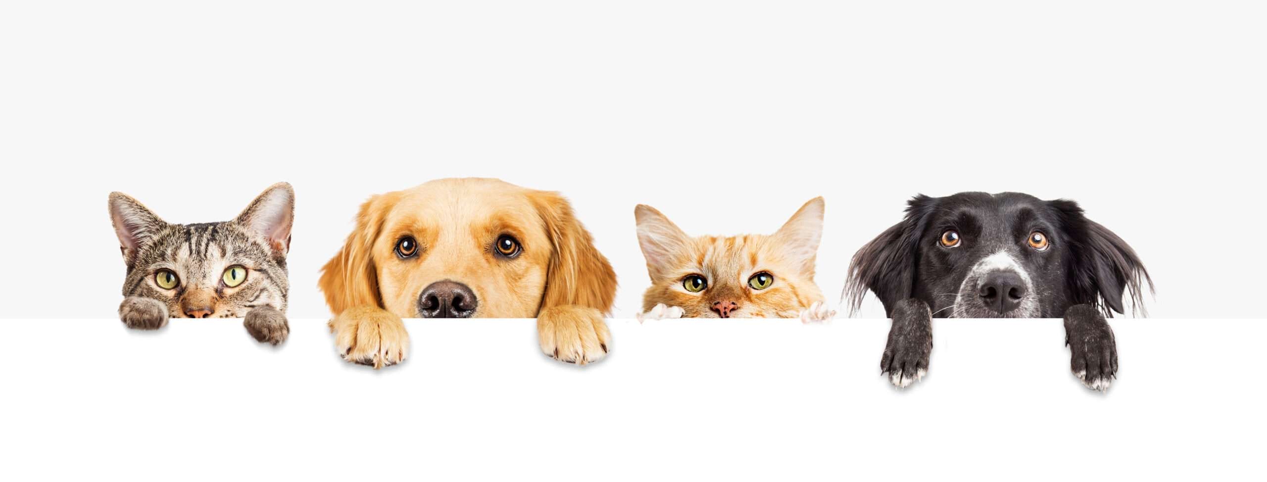 白い背景の後ろから覗いている 4 匹の犬と 1 匹の猫猫は、スペイン語話者にとって「可愛い」という言葉を連想させるかもしれません。