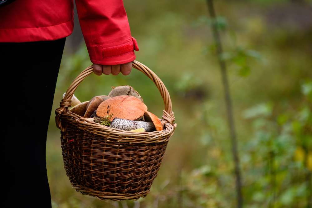 赤いジャケットを着た人が、スペインの森のキノコ採集者を思わせるぼやけた緑の背景の屋外でキノコが詰まった籐のバスケットを持っています。